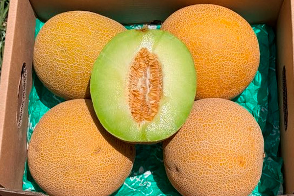 Galia-Melone kaufen