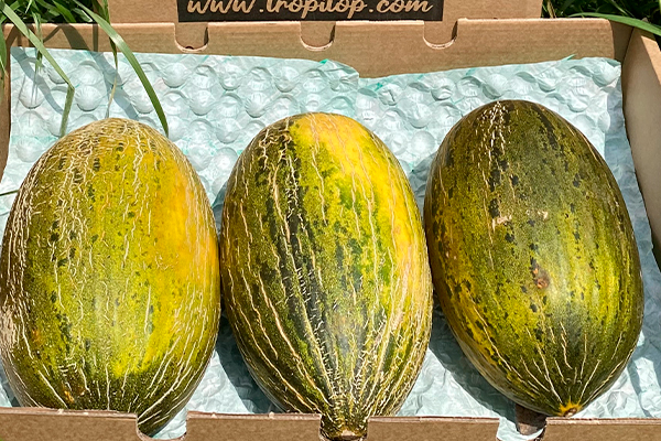 Piel de Sapo Melone kaufen