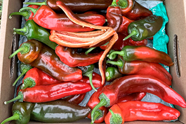 Rote Italienische Paprika kaufen