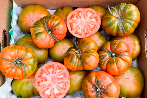 RAF-Tomaten kaufen