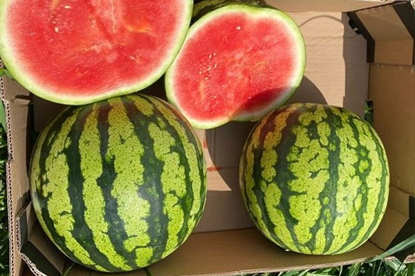 Gestreifte Wassermelonen kaufen
