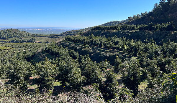 Agricoltori di avocado e pesca Tropitop