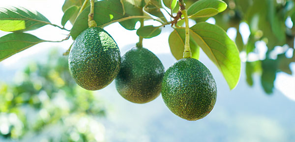 Agricoltori di avocado Reed Tropitop