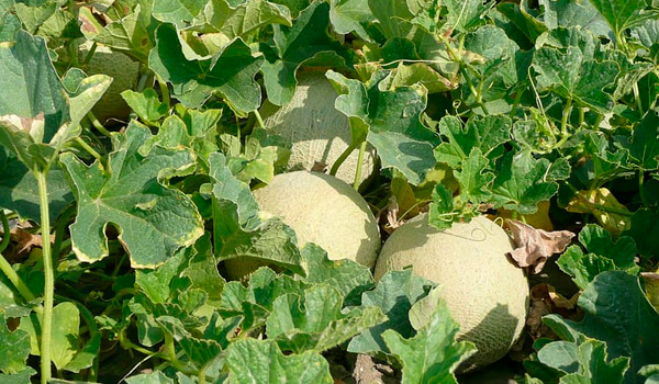 Tropitop farmers harvesting Cantaloupe melon