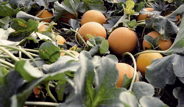 Agriculteurs de melon Galia Tropitop