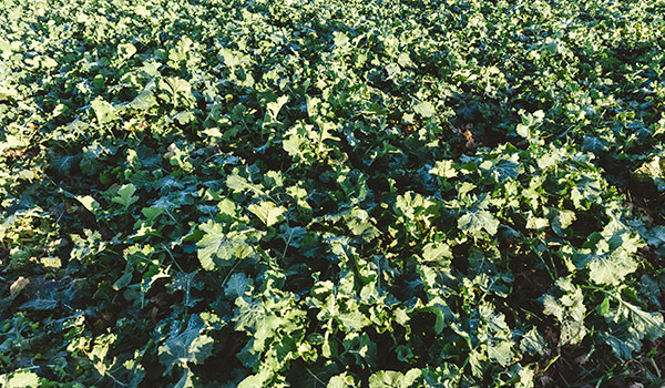 Agriculteurs melon Piel de Sapo