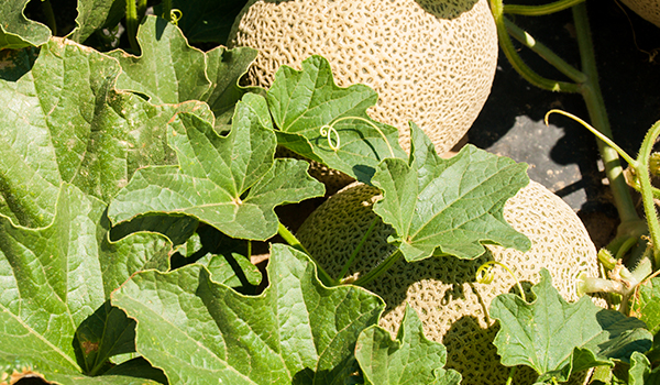 Tropitop melon farmers