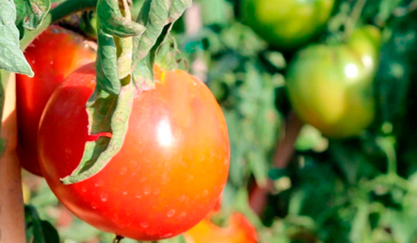 Tropitop tomato farmers