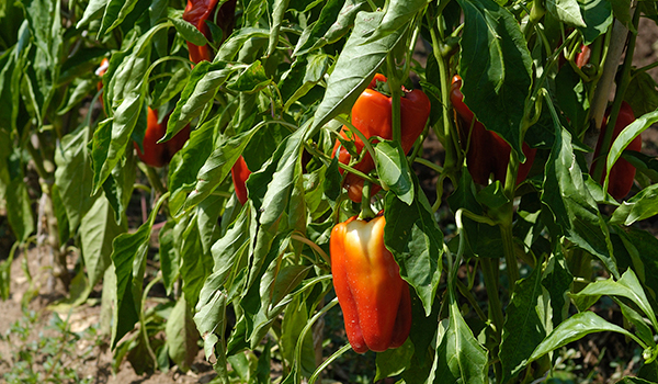 Tropitop red pepper farmers