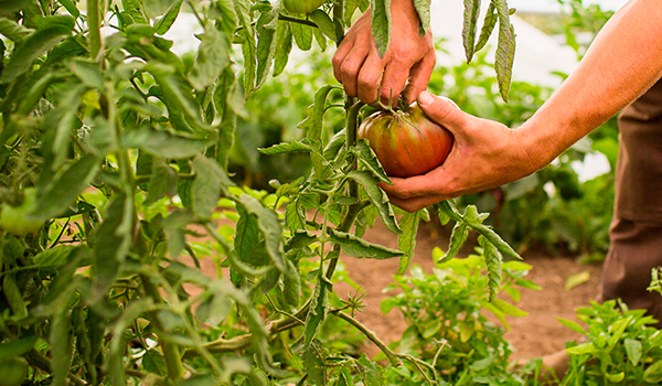 Agricultores tomates y olivos