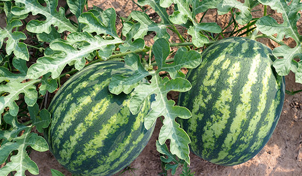Landwirte bei der Ernte von gestreiften Wassermelonen