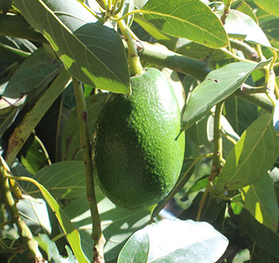 Aguacate Bacon en Árbol