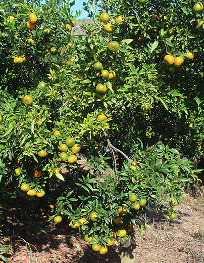 arbol mandarinas