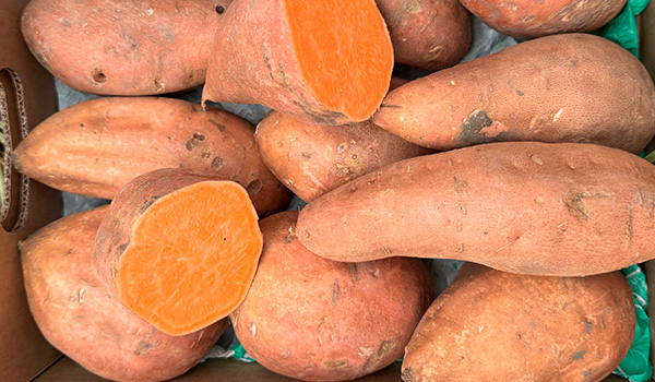 Sweet Potato