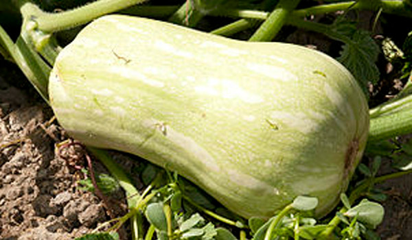 butternut-kürbisse