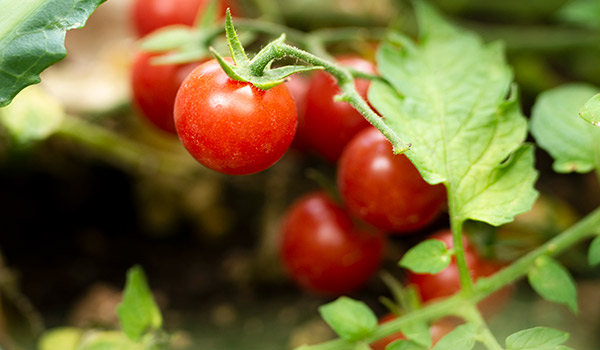 tomaten