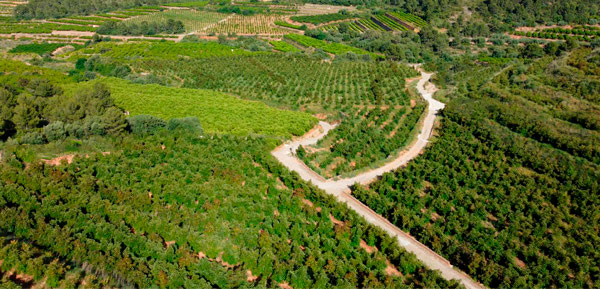 Finca Peña Alta avocado Reed