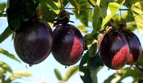 frutto della passione campo