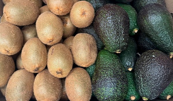 Avocado and kiwi fields in Castellón