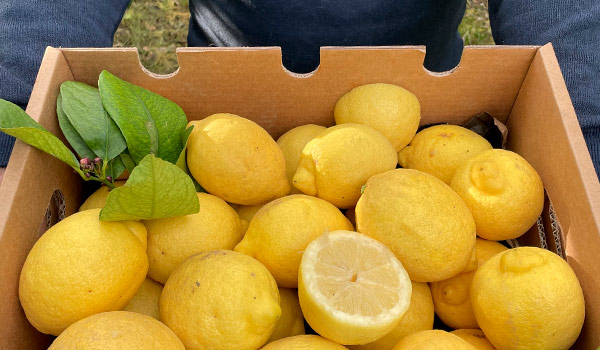 limones-fichajpg