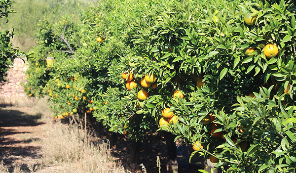 Mandarinas clementinas