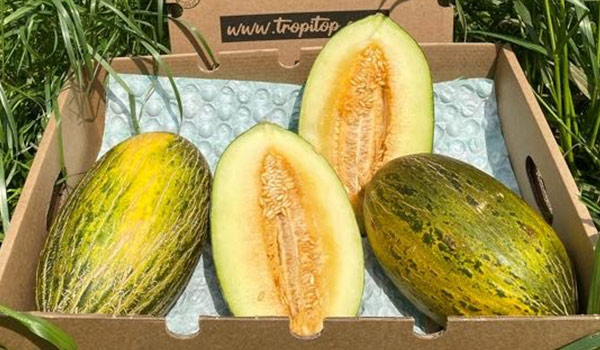 Melons Piel de Sapo de Castellón
