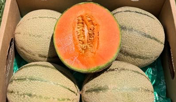 Cantaloupe melon farm in Castellón