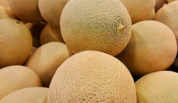 Culture de melon Galia à Castellón