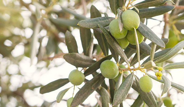 Origine de l’huile d’olive