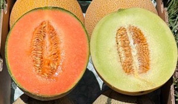 Melon farm in the Valencian Community