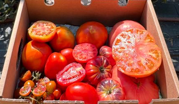 Tomato farm in Valencia