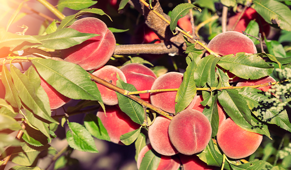 Flat peach farm in the Valencian Community