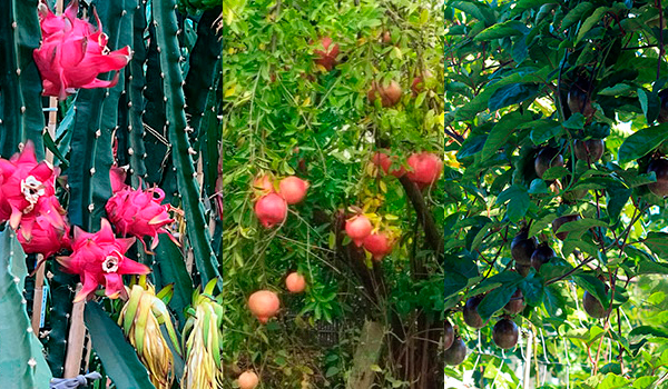 Cultivo de frutas exóticas Comunidade Valenciana