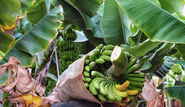 Bananen