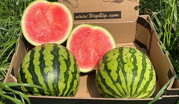 Gestreifte Wassermelonen auf Feldern in Castellón