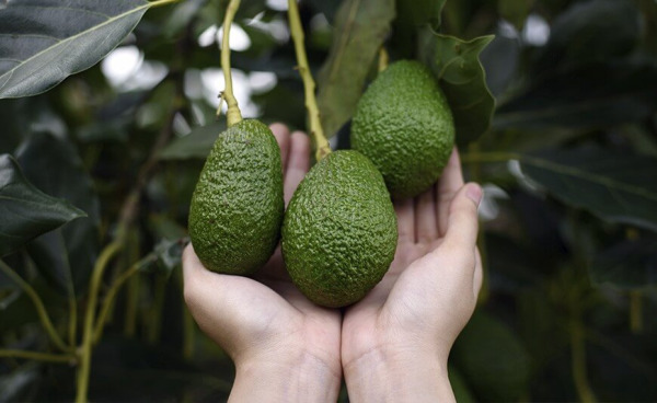 Origine de l'Avocat